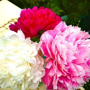 Meet your Posher, Chloe